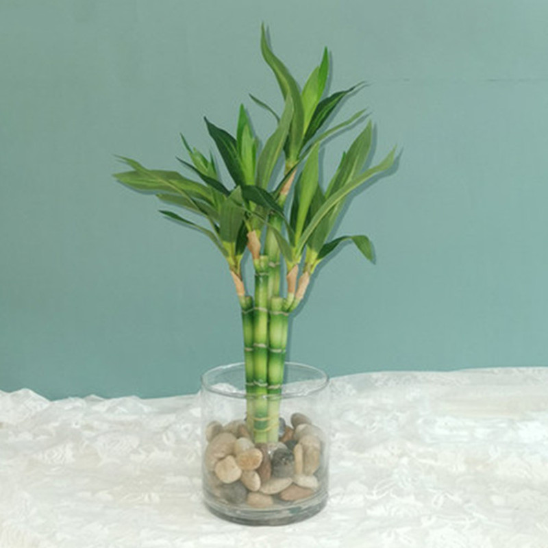 Aquarium Plant Nursery - Nueva Planta Artificial de Bambú de