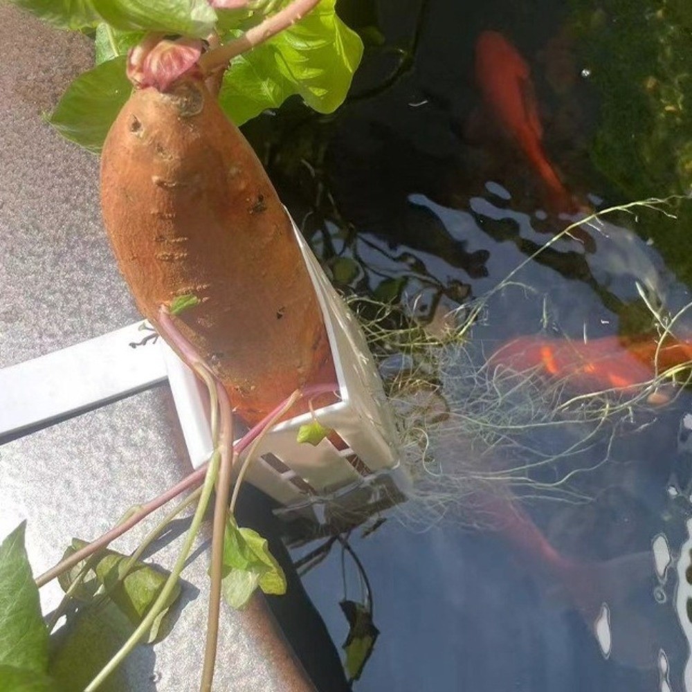 Aquarium Planted Wall - Maceta Colgante de Plástico para Plantas