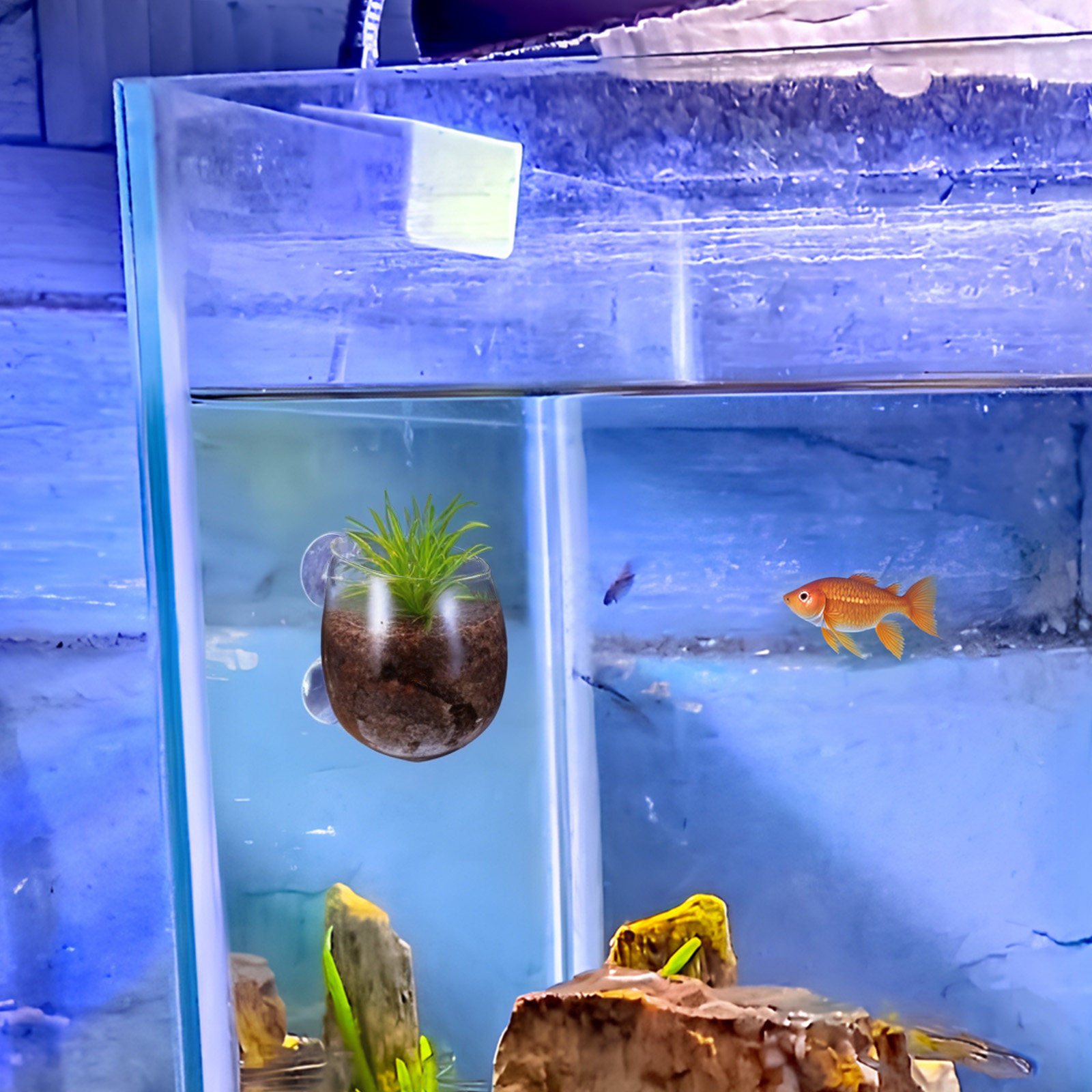 Aquarium Planted Wall - 2 Vasos de Vidrio Transparente para