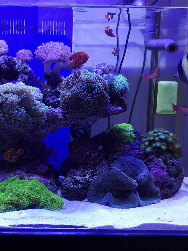 Arena Blanca para Acuario, Dec - Aquarium Sand White reseña y precio