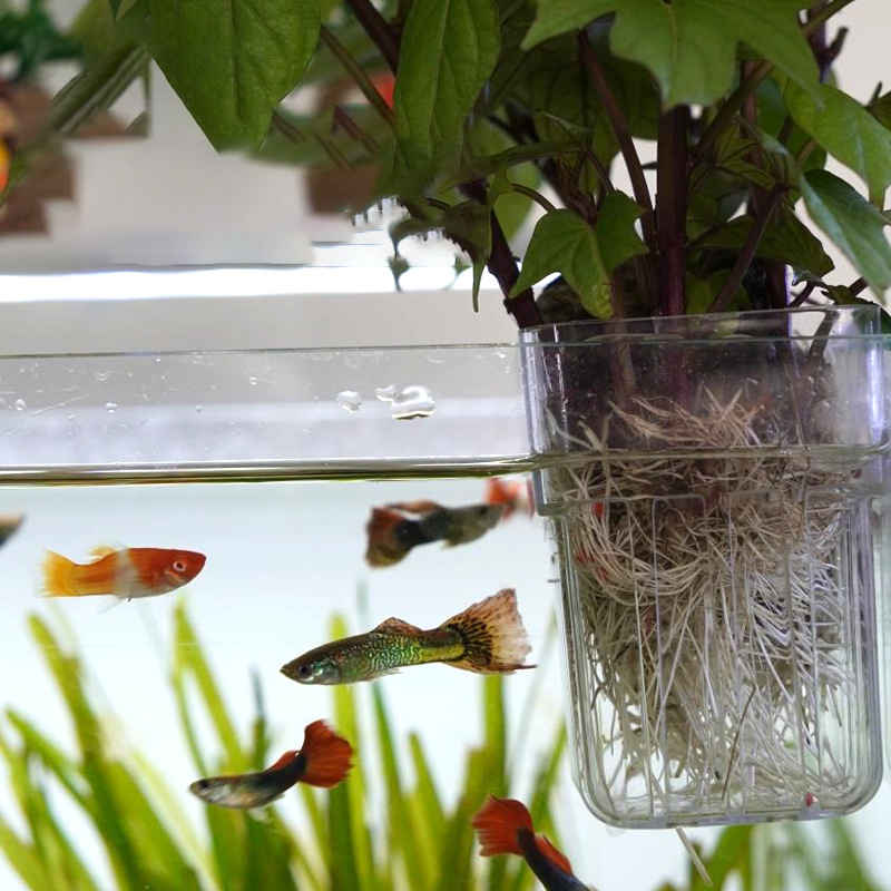 Maceta Hidropónica de Pared, C - Aquarium Planted Wall reseña y precio