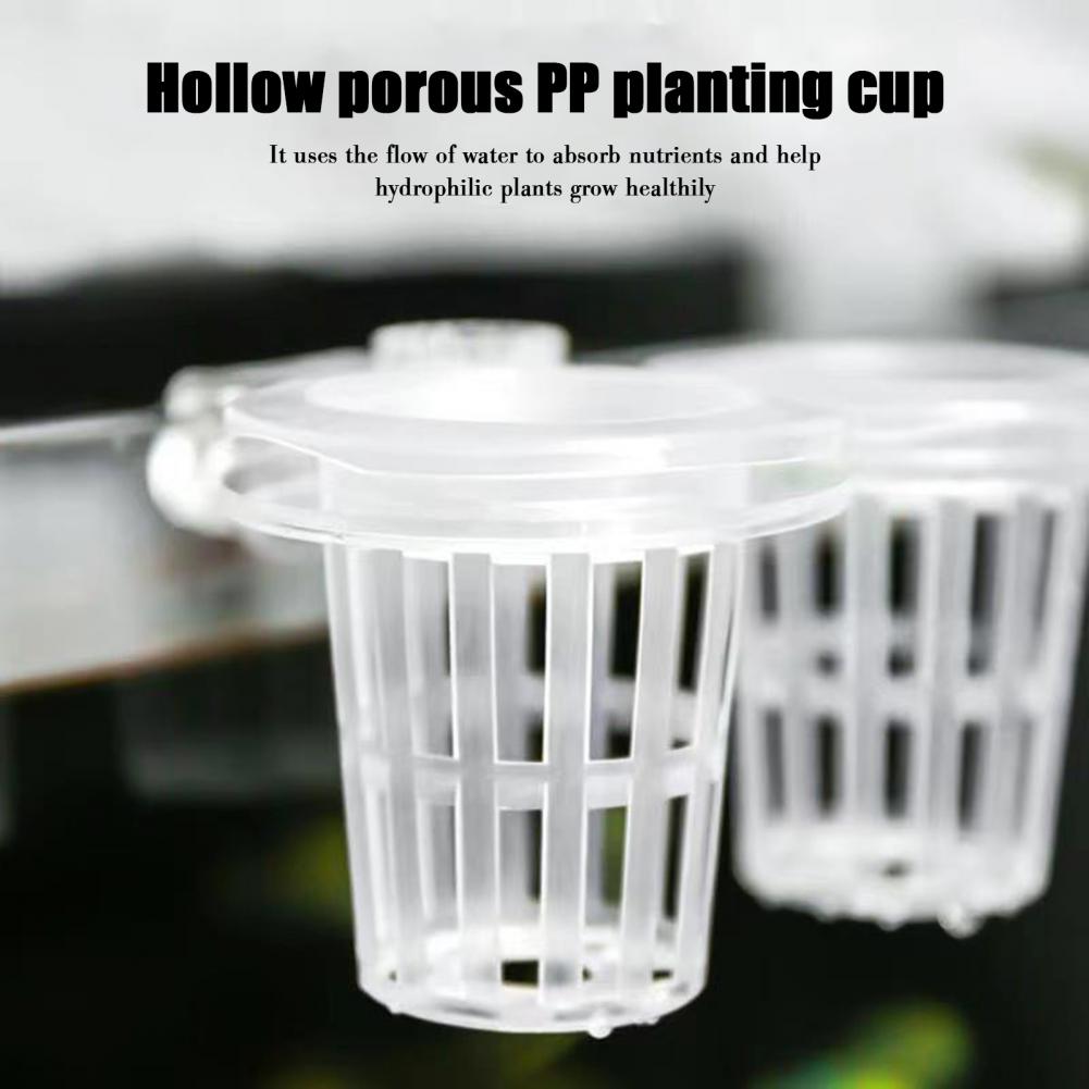 Soporte para plantas de acuari - Aquarium Planted Wall reseña y precio