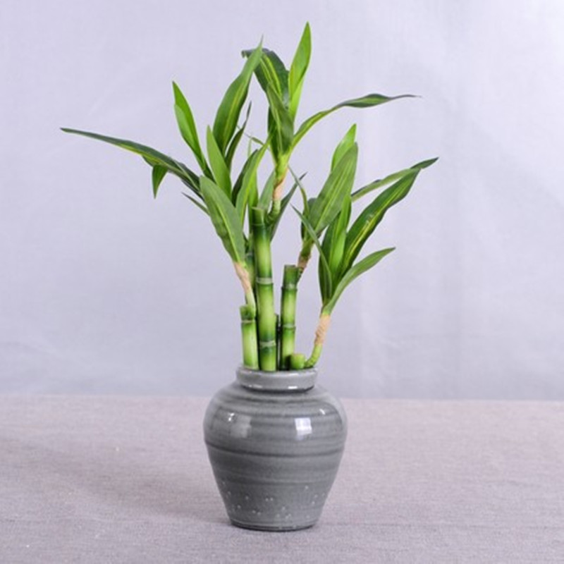 Nueva Planta Artificial de Bam - Aquarium Plant Nursery reseña y precio