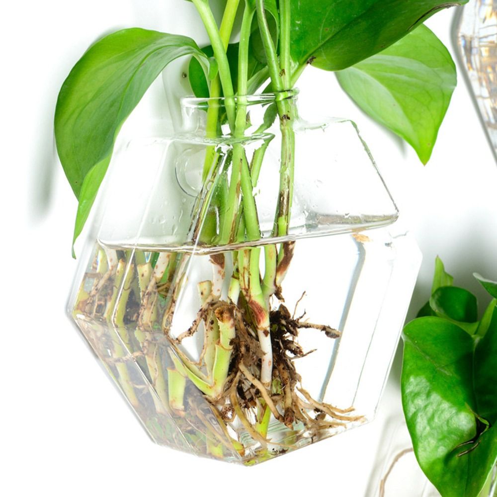 Florero colgante de pared con  - Aquarium Planted Wall reseña y precio