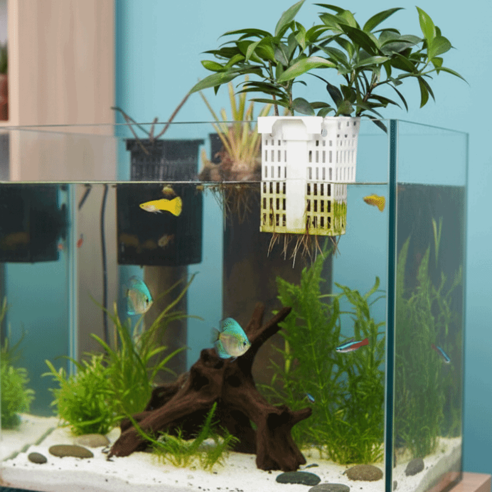 Soporte para Plantas Acuáticas - Aquarium Planted Wall reseña y precio