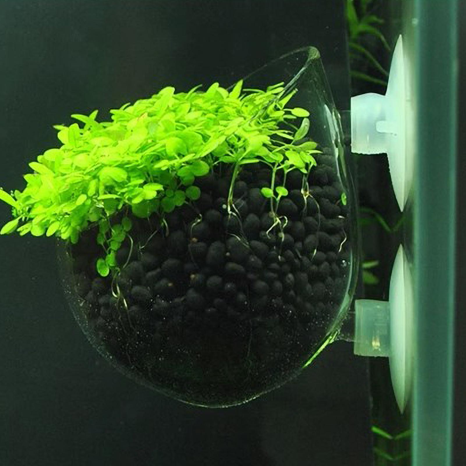 Soporte para Plantas de Acuari - Aquarium Plant Gel reseña y precio