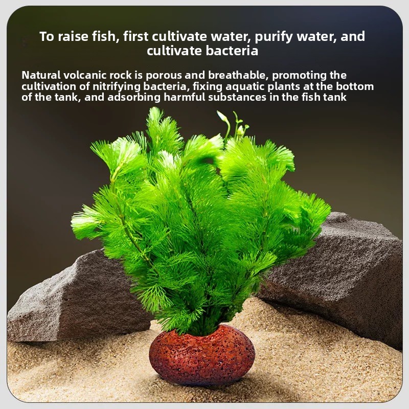 Anillo de Plantación de Roca V - Planted Aquarium Care reseña y precio
