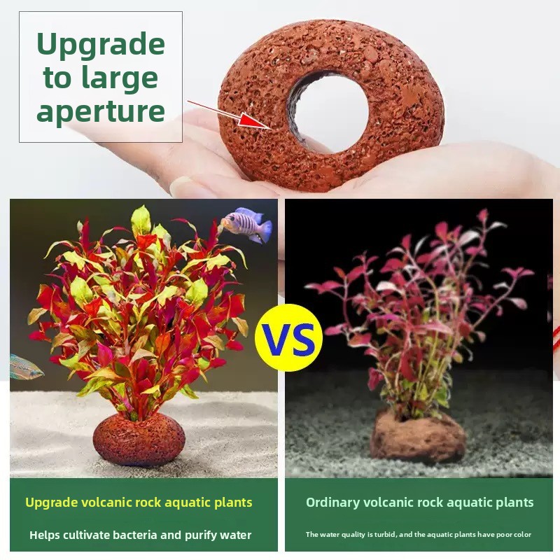 Anillo de Plantación de Roca V - Planted Aquarium Care reseña y precio