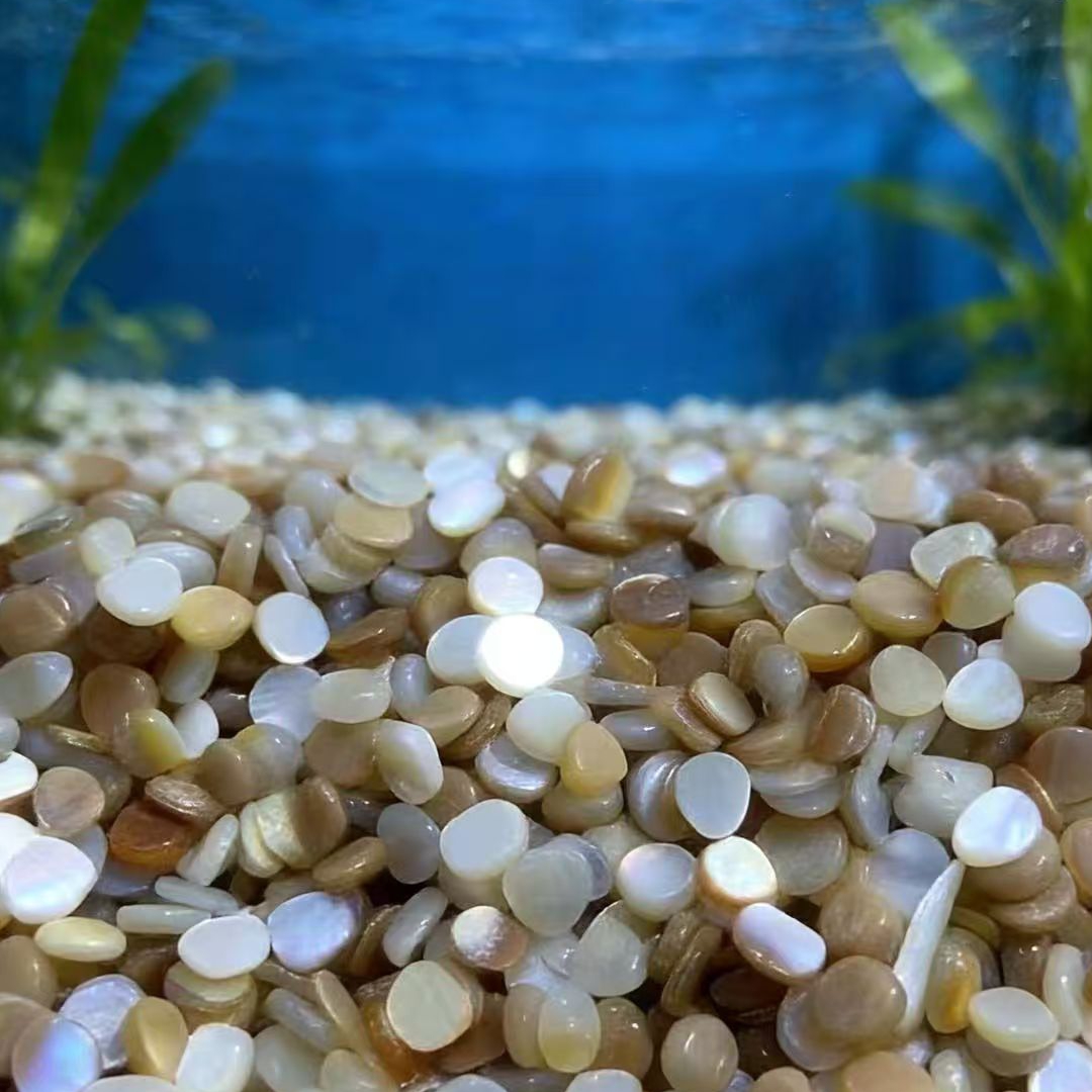 50 Piezas de Conchas de Nácar  - Aquarium Sand White reseña y precio