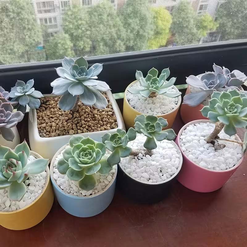 Piedras Decorativas Blancas 10 - Aquarium Sand White reseña y precio