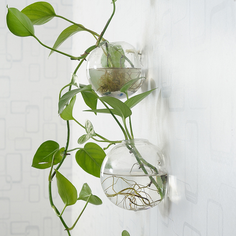 Pecera acrílica colgante de pa - Aquarium Planted Wall reseña y precio