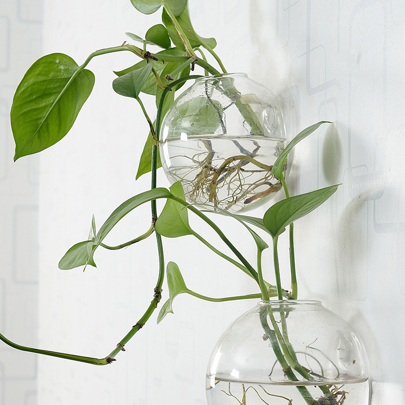 Pecera acrílica colgante de pa - Aquarium Planted Wall reseña y precio