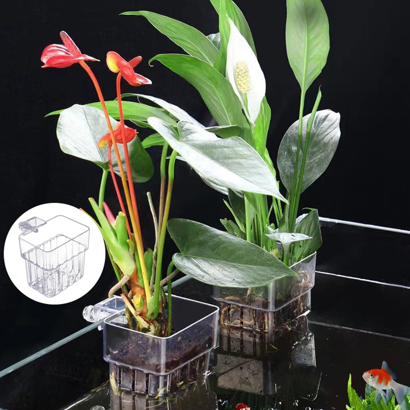 Taza de plantación de hierba d - Aquarium Plant Grass reseña y precio