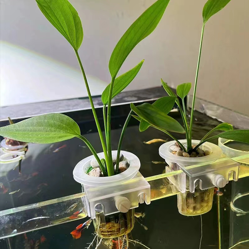 Cesta de plantación de acuario - Aquarium Planted Wall reseña y precio