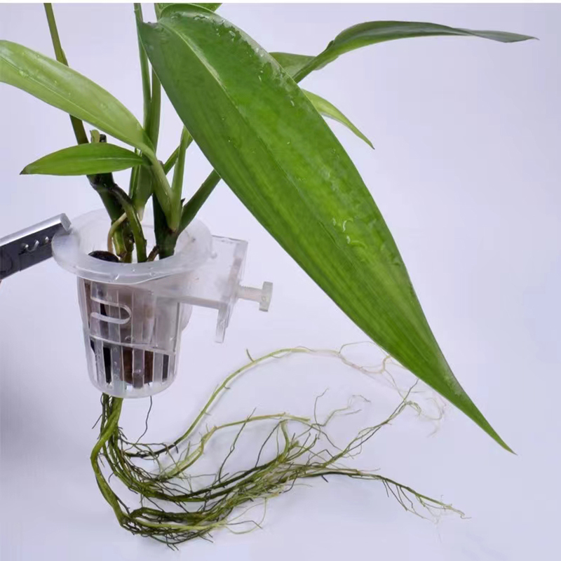 Cesta de plantación de acuario - Aquarium Planted Wall reseña y precio