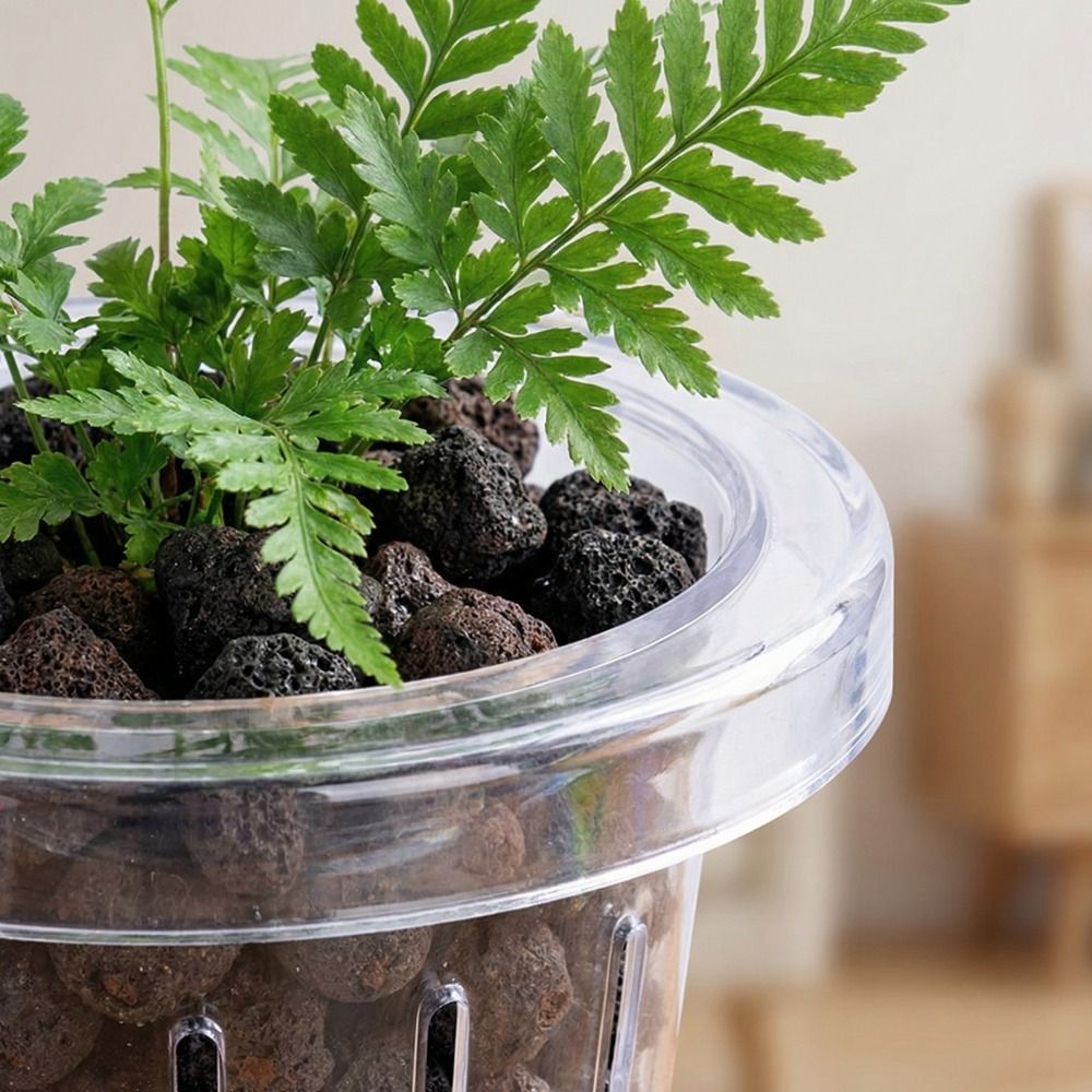 Cesta Transparente para Planta - Aquarium Planted Wall reseña y precio