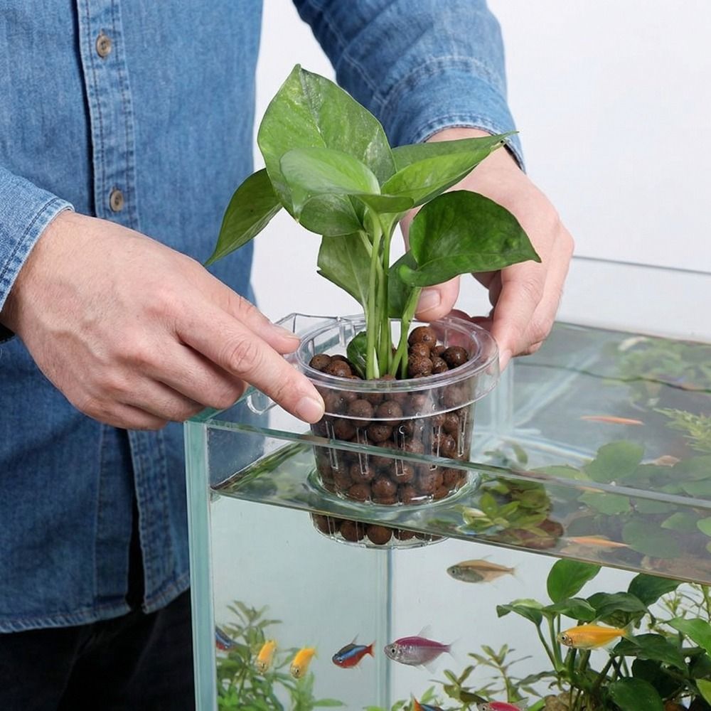 Cesta Transparente para Planta - Aquarium Planted Wall reseña y precio