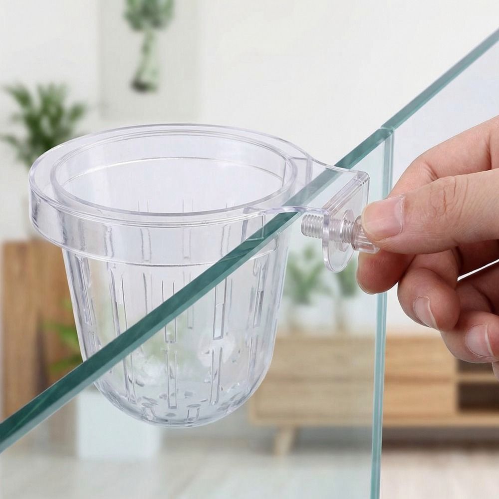 Cesta Transparente para Planta - Aquarium Planted Wall reseña y precio